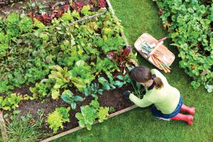 VegetableGarden